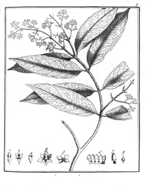 Apocynum acouci aublet, 1775
