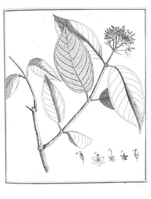 Apocynum umbellatum aublet, 1775