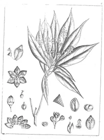 Apollonias arnottii