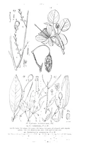 Apophyllum anomalum та ionidium suffruticosum та carparis nummularia та carparis uberiflora