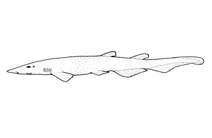 Apristurus macrorhynchus (котяча акула з пласким носом)