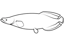 Арапаїма (arapaima gigas)