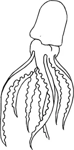 Architeuthis dux