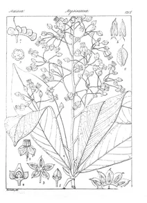 Ardisia courtallensis