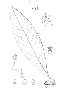 Ardisia pachyrrhachis