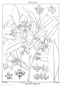 Ardisia pauciflora