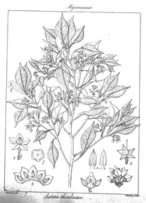 Ardisia rhomboidea