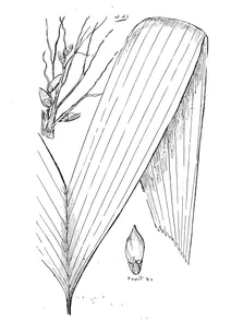 Areca aliceae