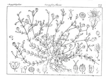 Arenaria neilgherrense