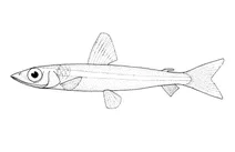 Argentina elongata (срібляста рибка)