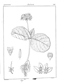 Argostemma courtallense