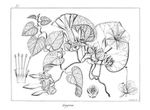 Argyreia cymosa