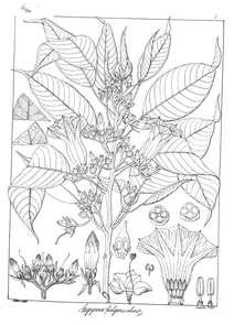 Argyreia fulgens