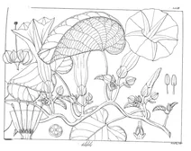 Argyreia tiliifolia