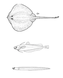 Arhynchobatis asperrimus (скат з довгим хвостом), auchenoceros punctatus (ахуру), bassanago bulbiceps (вугор із опуклою головою)