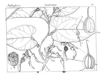 Aristolochia acuminata