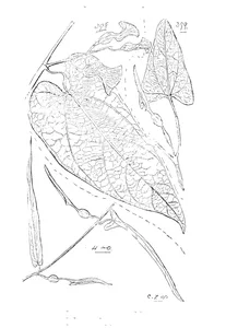 Aristolochia deltantha та aristolochia pubera та aristolochia thozetii