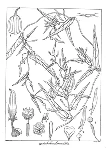 Aristolochia lanceolata