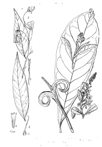Aristotelia megalosperma та hugonia jenkinsii