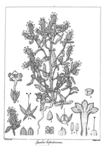 Arnebia hispidissima