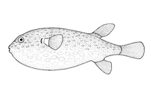 Arothron firmamentum (зірчастий тоадо)