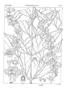 Artanema sesamoides