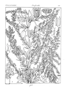 Artemisia glabrata