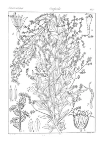 Artemisia indica