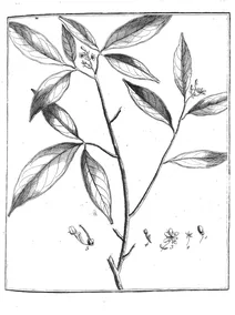 Aruba guianensis aublet, 1775