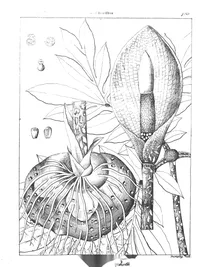Arum bulbiferum та arum pythonium