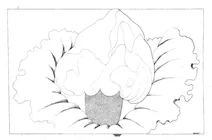 Arum campanulatum