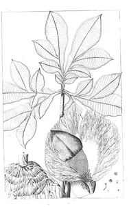 Arum campanulatum roxb