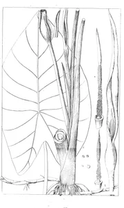 Arum colocasia та colocasia antiquorum та arum nympoeifolium та caladium nympoeifolium