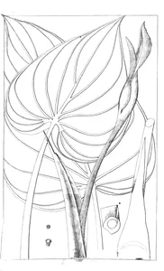 Arum cucullatum та galadium colocasia