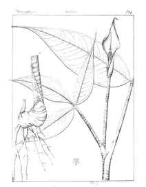 Arum cuspidatum