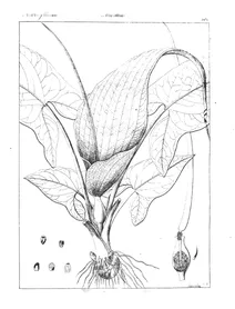 Arum divaricatum