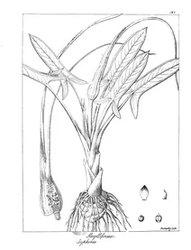 Arum flagelliformis та typhonium