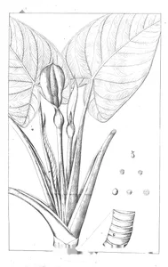 Arum fornicatum