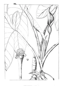 Arum fornicatum та arum pinellia