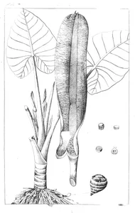 Arum indicum та arum colocasia