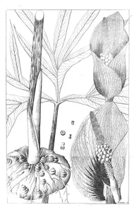 Arum margaritifera
