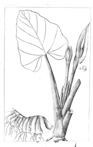 Arum montanum roxb