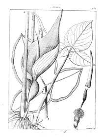 Arum orixense roxb та lymphoma schotti