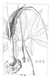 Arum sefsilislorum
