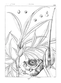 Arum sylvaticum roxb