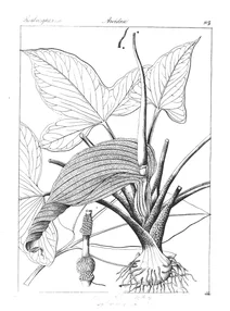 Arum triphyllum