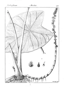 Arum viviparum та pemusatia