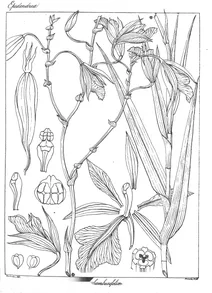 Arundina graminifolia