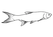 Асп (leuciscus aspius)