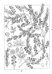 Asparagus racemosus